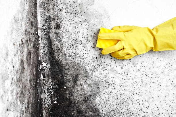 Best Emergency Mold Remediation  in Warsaw, MO